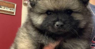 3 AKC registered Keeshond puppies for sale