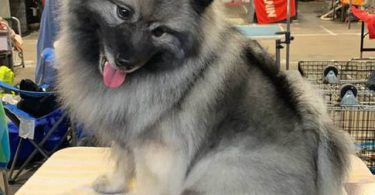 3 AKC registered Keeshond puppies for sale