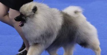 3 AKC registered Keeshond puppies for sale