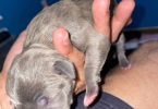 American Staffordshire puppies