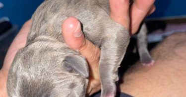 American Staffordshire puppies