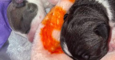 American Staffordshire puppies