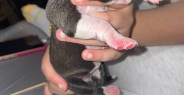American Staffordshire puppies