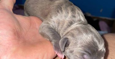 American Staffordshire puppies