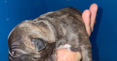 American Staffordshire puppies