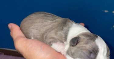 American Staffordshire puppies