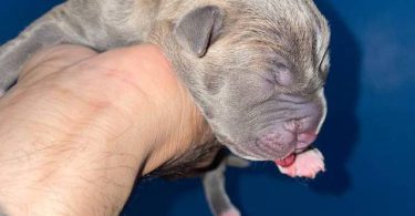 American Staffordshire puppies