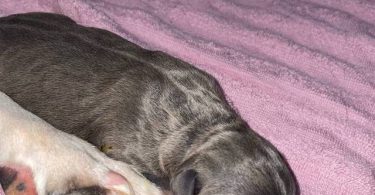American Staffordshire puppies