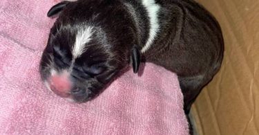 American Staffordshire puppies