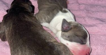 American Staffordshire puppies