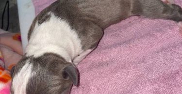 American Staffordshire puppies