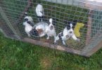4 girl rat terrier puppies