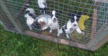 4 girl rat terrier puppies