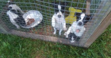 4 girl rat terrier puppies