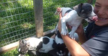 4 girl rat terrier puppies
