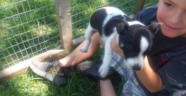 4 girl rat terrier puppies