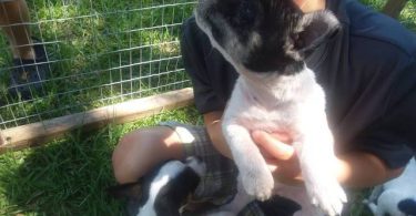 4 girl rat terrier puppies
