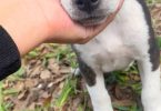 2 boy Pitbull cross puppies for adoption
