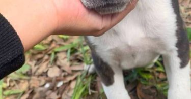 2 boy Pitbull cross puppies for adoption