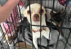 2 green eyed Chihuahua puppies