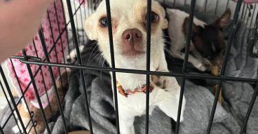 2 green eyed Chihuahua puppies