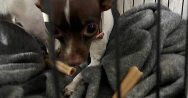 2 green eyed Chihuahua puppies