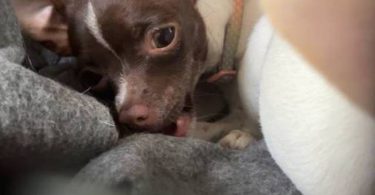 2 green eyed Chihuahua puppies