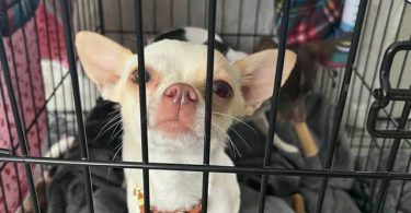 2 green eyed Chihuahua puppies