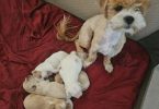 4 Havanese x Poodle babies left