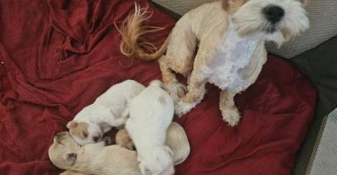 4 Havanese x Poodle babies left