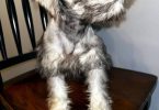Purebred Mini Schnauzer puppies for sale