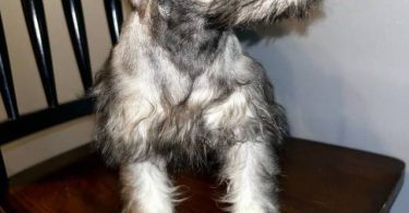 Purebred Mini Schnauzer puppies for sale