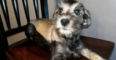Purebred Mini Schnauzer puppies for sale