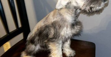 Purebred Mini Schnauzer puppies for sale