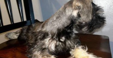 Purebred Mini Schnauzer puppies for sale
