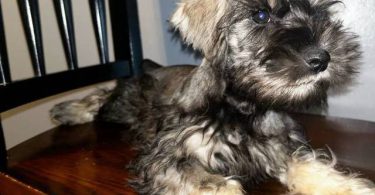 Purebred Mini Schnauzer puppies for sale