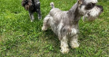 Purebred Mini Schnauzer puppies for sale