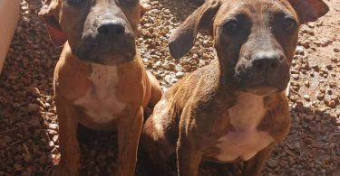 Presa Canario XL bully puppies