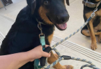 2 GSD Mix puppies need home
