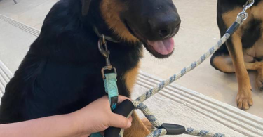 2 GSD Mix puppies need home