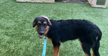 2 GSD Mix puppies need home