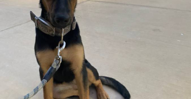 2 GSD Mix puppies need home