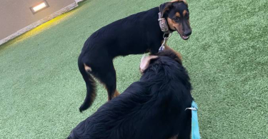 2 GSD Mix puppies need home