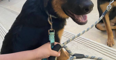 2 GSD Mix puppies need home