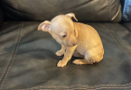 Cute brown deerhead Chihuahua