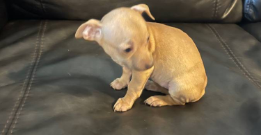 Cute brown deerhead Chihuahua