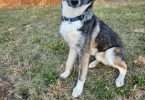 Shepsky dog and puppies