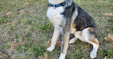 Shepsky dog and puppies