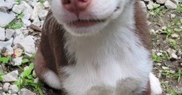 Shepsky dog and puppies