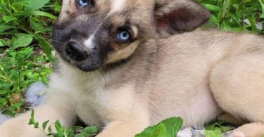 Shepsky dog and puppies